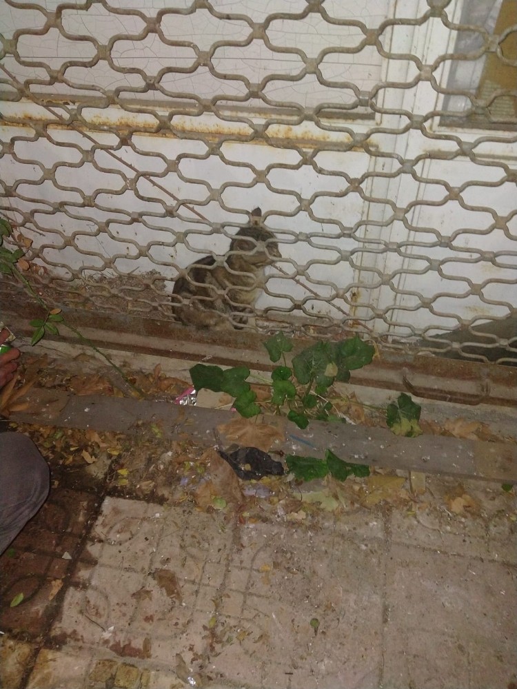 Haylaz kedi kepenk arkasında mahsur kaldı