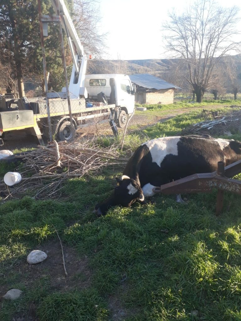 Elektrik akımına kapılan inek telef oldu