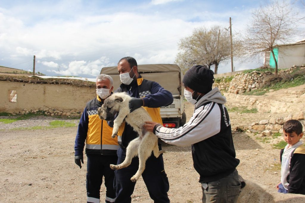 Engelli köpeğe Adıyaman Belediyesi sahip çıktı